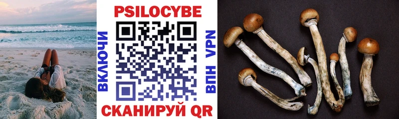 закладка  Щёкино  Галлюциногенные грибы Psilocybe 